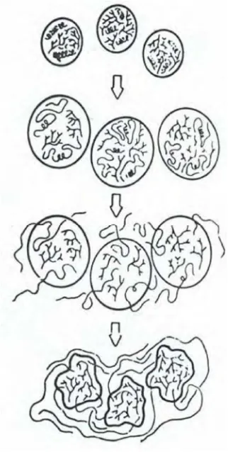 Gambar 5. Mekanisme gelatinisasi pati (Harper, 1981) 