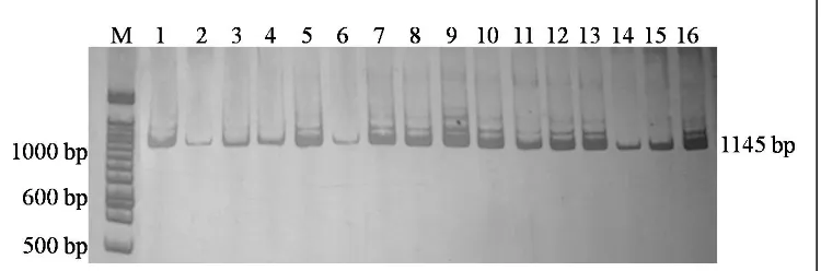 Gambar 1. Hasil amplifikasi daerah pengendali mtDNA (Kolom M: Marker (Penanda) 100 pb, Kolom 1 – 7: Pasangan primer AF22 dan AF23 