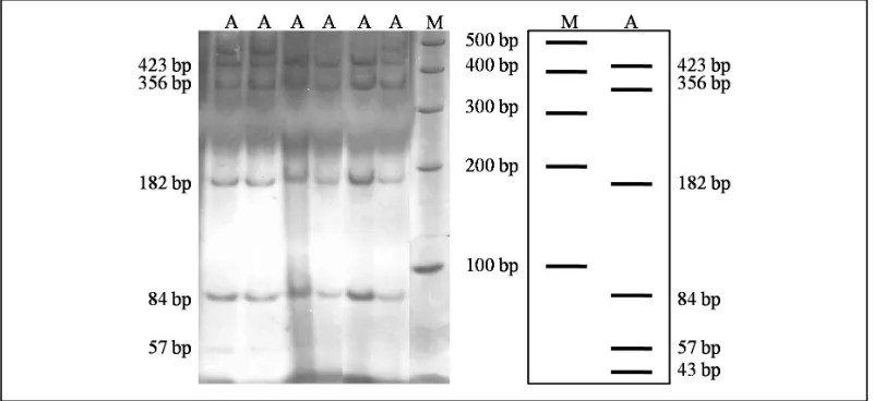 Gambar 2. Pola migrasi PCR-RFLP menggunakan enzim AluI. A: 423, 356, 182, 84, 57 dan 43 pb 