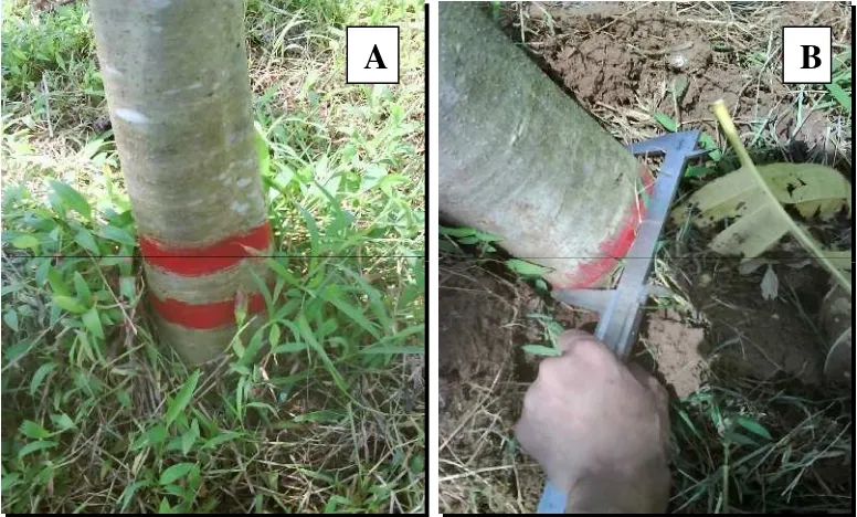 Gambar 3  Cara Penandaan Pohon (A) dan Pengukuran Diameter Batang (B).