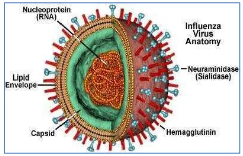Gambar 1    Morfologi virus Avian Influenza (Davidson 1995) 
