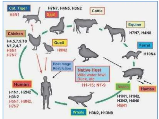 Gambar 2  Siklus penyebaran virus Avian Influenza (Nanocid 2008) 