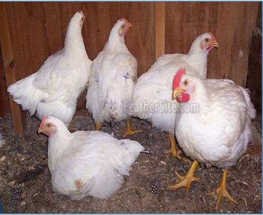 Gambar 3  Ayam broiler (Jackie Deems 2010) 