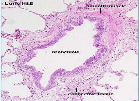 Gambar 4  Histologi umum paru-paru (Caceci 2006) 