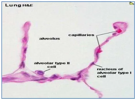 Gambar 5  Histologi alveolus (Slomianka 2009) 