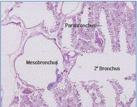Gambar 6  Histologi paru-paru unggas (Caceci 2006) 