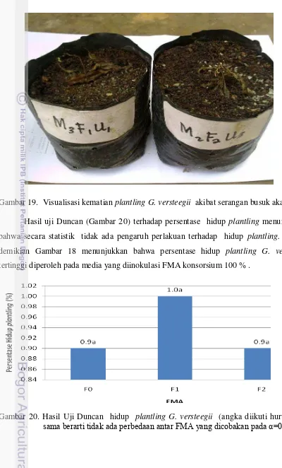 Gambar 19.  Visualisasi kematian plantling G. versteegii  akibat serangan busuk akar. 