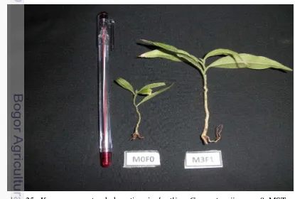 Gambar 25. Keragaan  pertumbuhan tinggi plantling G. versteegii umur 8 MST pada 