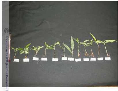 Gambar 26. Keragaan pertumbuhan plantling G. versteegii umur 8 MST dari semua  