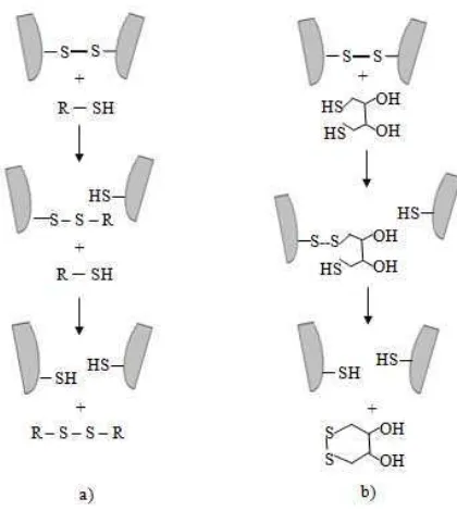 Gambar 15. Mekanisme pemutusan ikatan disulfida dengan tiol bebas, a) reduksi dengan monotiol  bebas (2-mercaptoethanol) dan b)  reduksi dengan siklik ditiol (DTT) (Rabilloud 1996) 