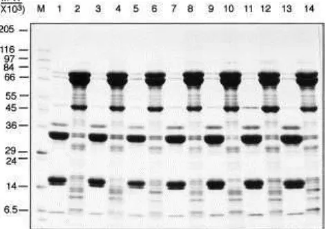 Gambar 18. Profil protein 11S dan 7S dari tujuh varietas kedelai dengan SDS-PAGE                                   Angka ganjil = 11S dan angka genap = 7S 