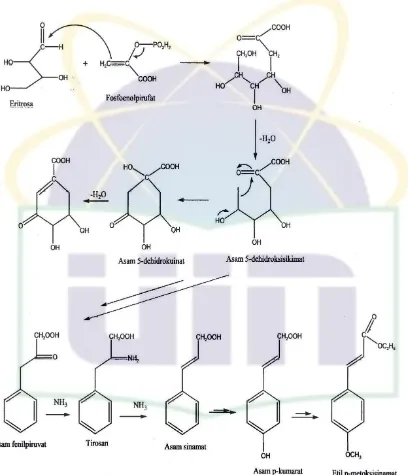 Gambar 2.2 Jalur asam sikhimat dalam biosintesa fenilpropanoid untuk menghasilkan etil p-metoksisinamat (Bangun, 2011)