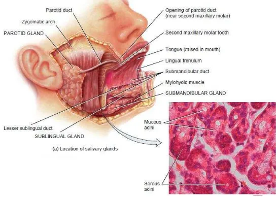 Gambar 2.1 Anatomi Kelenjar Saliva 