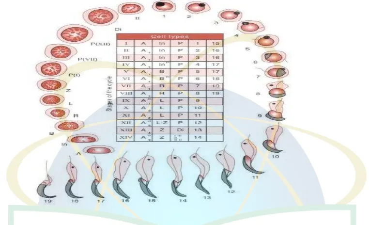 Gambar 2.4. Tahapan dari siklus sel spermatogenesis pada tikus, dimulai dari kiri bawah searah 