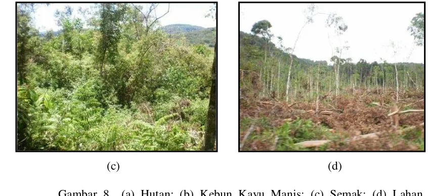 Gambar 8  (a) Hutan; (b) Kebun Kayu Manis; (c) Semak; (d) Lahan 