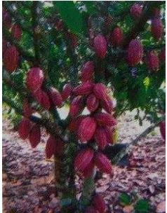 Gambar 1 Pohon kakao. 