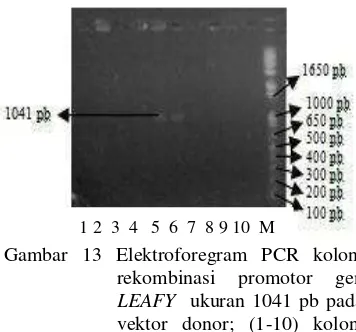 Gambar 13 Elektroforegram PCR koloni 