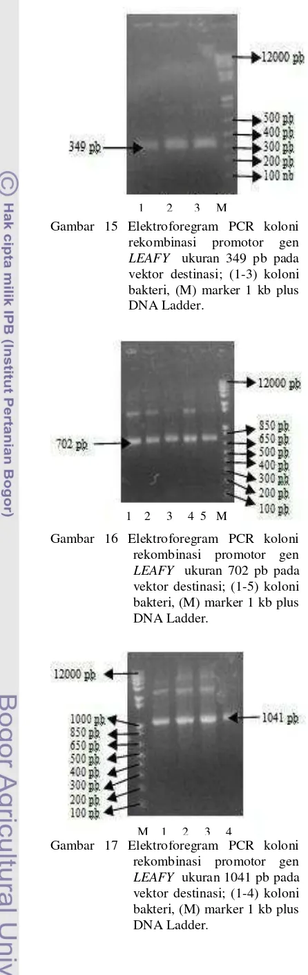 Gambar 15 Elektroforegram PCR koloni 
