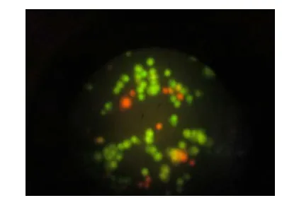 Figure 3. Double staining of HeLa cell treated staines green, no dead cells observed in Vero with IC50 concentration of extract