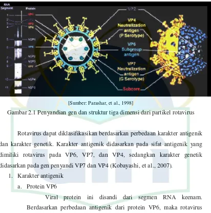Gambar 2.1 Penyandian gen dan struktur tiga dimensi dari partikel rotavirus 
