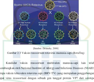 Gambar 2.3 Vaksin reassortant rotavirus manusia-sapi (RotaTeq) 