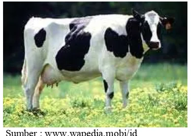 Gambar 1. Sapi Friesian Holstein (FH) 
