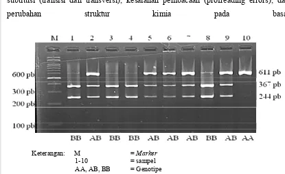 Gambar 6.  Pola Pita Gen Pit1|Hinf1 pada Gel Agarose 2% 