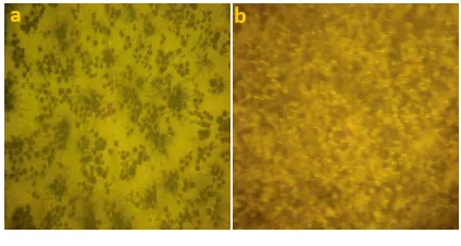 Figure 3. Morphology WiDR cell line after treated by MTT. (a). control cell WiDR in DMEM medium, (b)