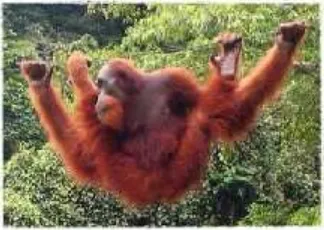 Gambar 7: Orangutan sedang Bergelantungan dan Bermain(Sumber: http://www.anneahira.com, Juli 2015)