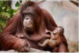 Gambar 13: Orangutan Mengasuh Anaknya(sumber: http://fineartamerica.com, Mei 2015)