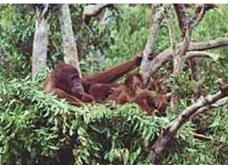 Gambar 15: Aktivitas Orangutan di Sarang