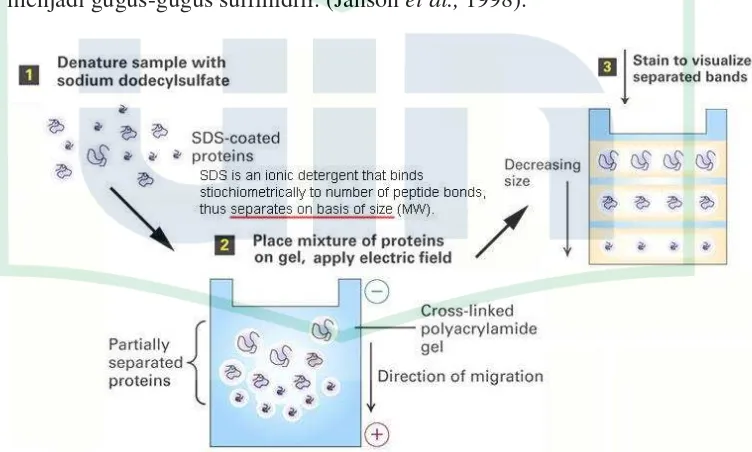 Gambar 2.2 Prinsip Kerja SDS PAGE (Sobti, et al ((1) Denaturasi sampel dengan sodium dedocyl sulfate (SDS) menyelubungi 2008 dan Stryer, 2002) protein