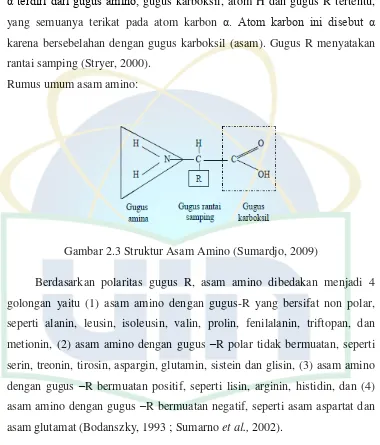 Gambar 2.3 Struktur Asam Amino (Sumardjo, 2009) 