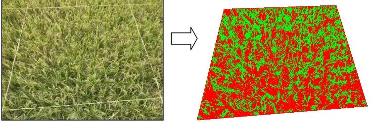 Gambar 4. Contoh citra pohon padi pada suatu grid 2,5 m x 2,5 m  