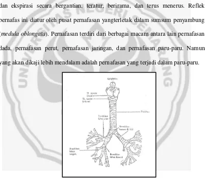 Anatomi Alat Pernafasan (Gambar : 5 bronci) 