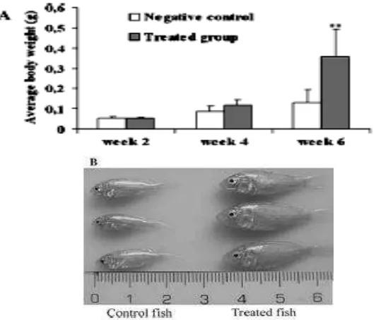 Gambar 1. Berat rata-rata benih ikan gurame yang diberi (treated fish) dan yang tidak diberi perlakuan hormon pertumbuhan (control fish)