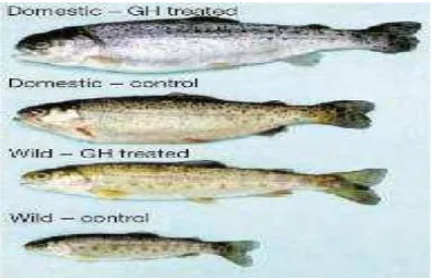 Gambar 4.  Fenotif dari ikan rainbow trout yang diberi perlakuan dengan Growth Hormone (GH) dan kontrol