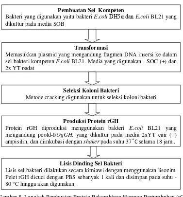 Gambar 5. Langkah Pembuatan Protein Rekombinan Hormon Pertumbuhan (rGH) 