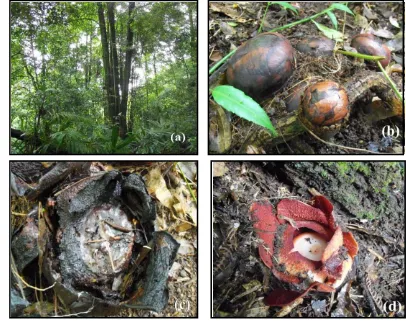 Gambar  9    Foto (a) hutan primer dan kondisi R. rochussenii; (b) knop hidup; (c) 