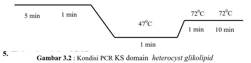 Gambar 3.2Elektroforesis dilakukan secara horizontal pada agarose 2% dengan tegangan 75  : Kondisi PCR KS domain  heterocyst glikolipid 