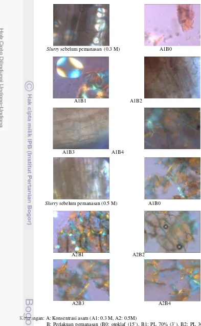 Gambar 6. Penampakan mikroskopik empulur sagu sebelum dan setelah pemanasan menggunakan  
