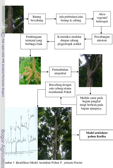Gambar 3  Identifikasi Model Arsitektur Pohon P.  pinnata Forster 