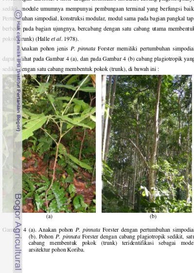 Gambar 4 (a). Anakan pohon P. pinnata Forster dengan pertumbuhan simpodial                    
