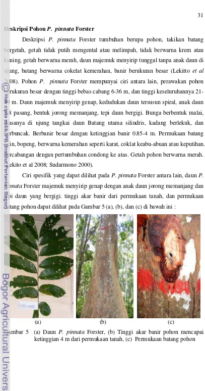 Gambar 5  (a) Daun P. pinnata Forster, (b) Tinggi akar banir pohon mencapai 