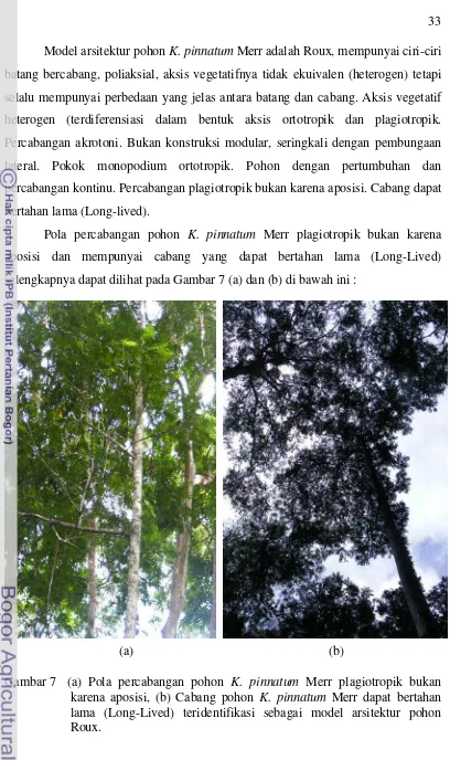 Gambar 7  (a) Pola percabangan pohon K. pinnatum Merr plagiotropik bukan 