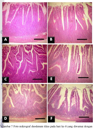 Gambar 7 Foto mikrograf duodenum tikus pada hari ke-8 yang diwarnai dengan 
