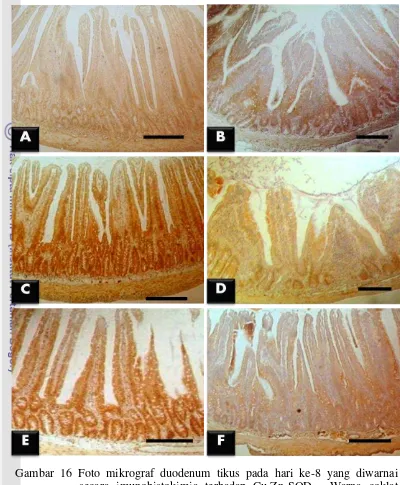 Gambar 16 Foto mikrograf duodenum tikus pada hari ke-8 yang diwarnai secara imunohistokimia terhadap Cu,Zn-SOD