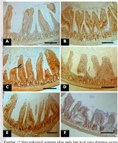 Gambar 17 Foto mikrograf jejunum tikus pada hari ke-8 yang diwarnai secara imunohistokimia terhadap Cu,Zn-SOD