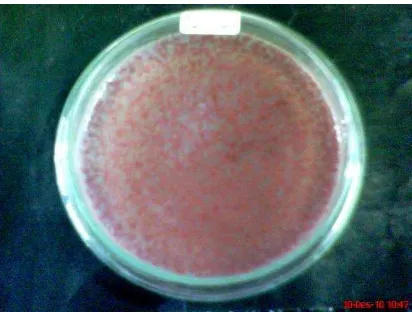 Gambar 1  Hasil isolasi patogen;  R. solanacearum pada media TZC 