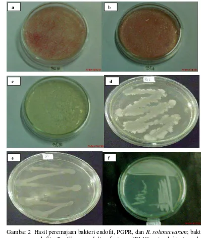 Gambar 2  Hasil peremajaan bakteri endofit, PGPR, dan R. solanacearum; bakteri endofit Bacillus amyloliquefaciens (BL10) a), bakteri endofit Staphylococcus epidermidis (BC4) b), bakteri endofit isolat BC10 c), bakteri PGPR B